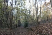 Bois Les Campagnons (GR25d)